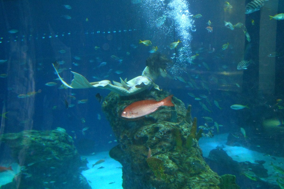 Mississippi Aquarium - Gallery Image 1